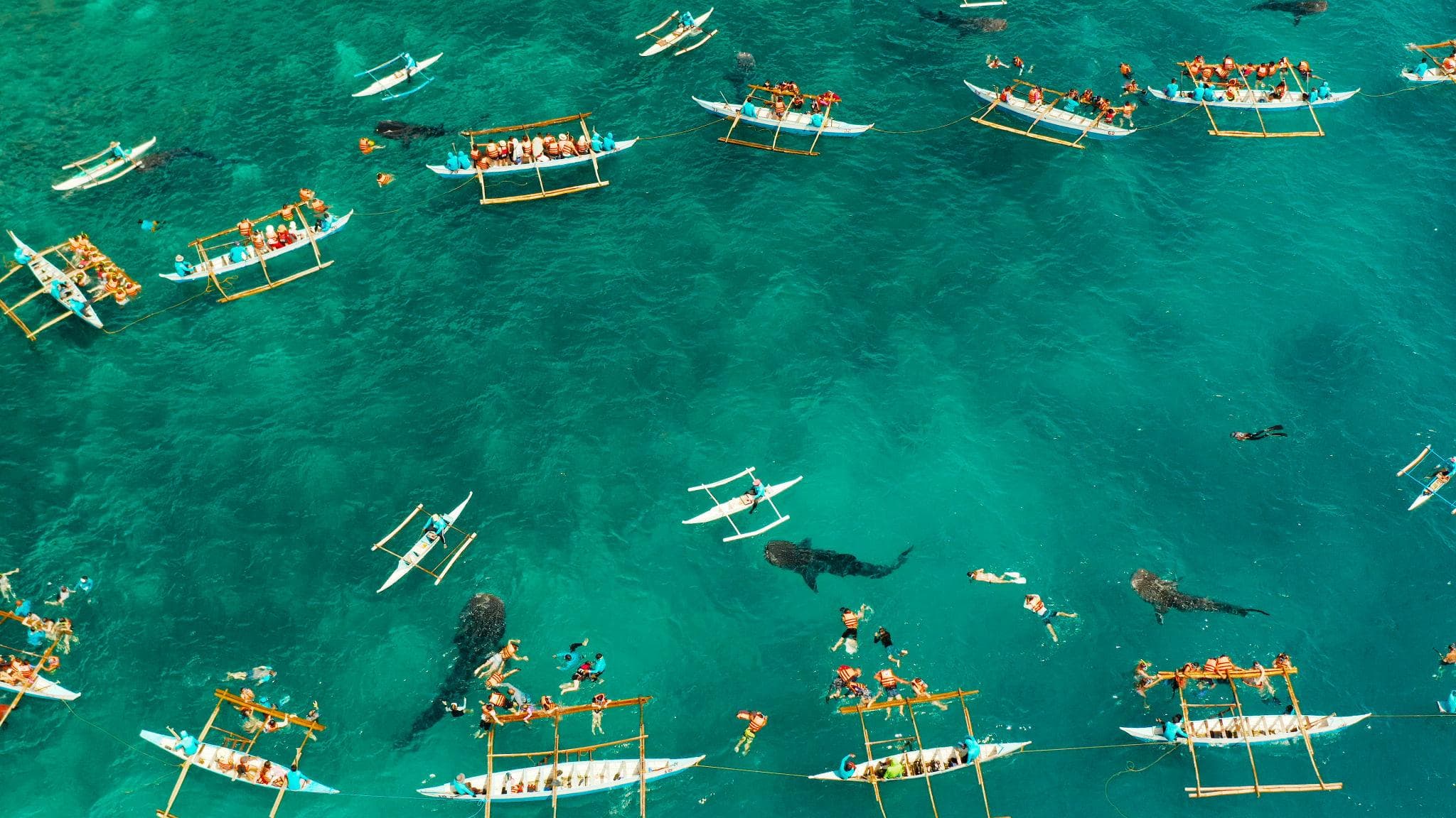 El Nido Những Đầm Nước Ẩn Giấu & Lặn Ngắm Cá Mập Bò Cạp Cebu
