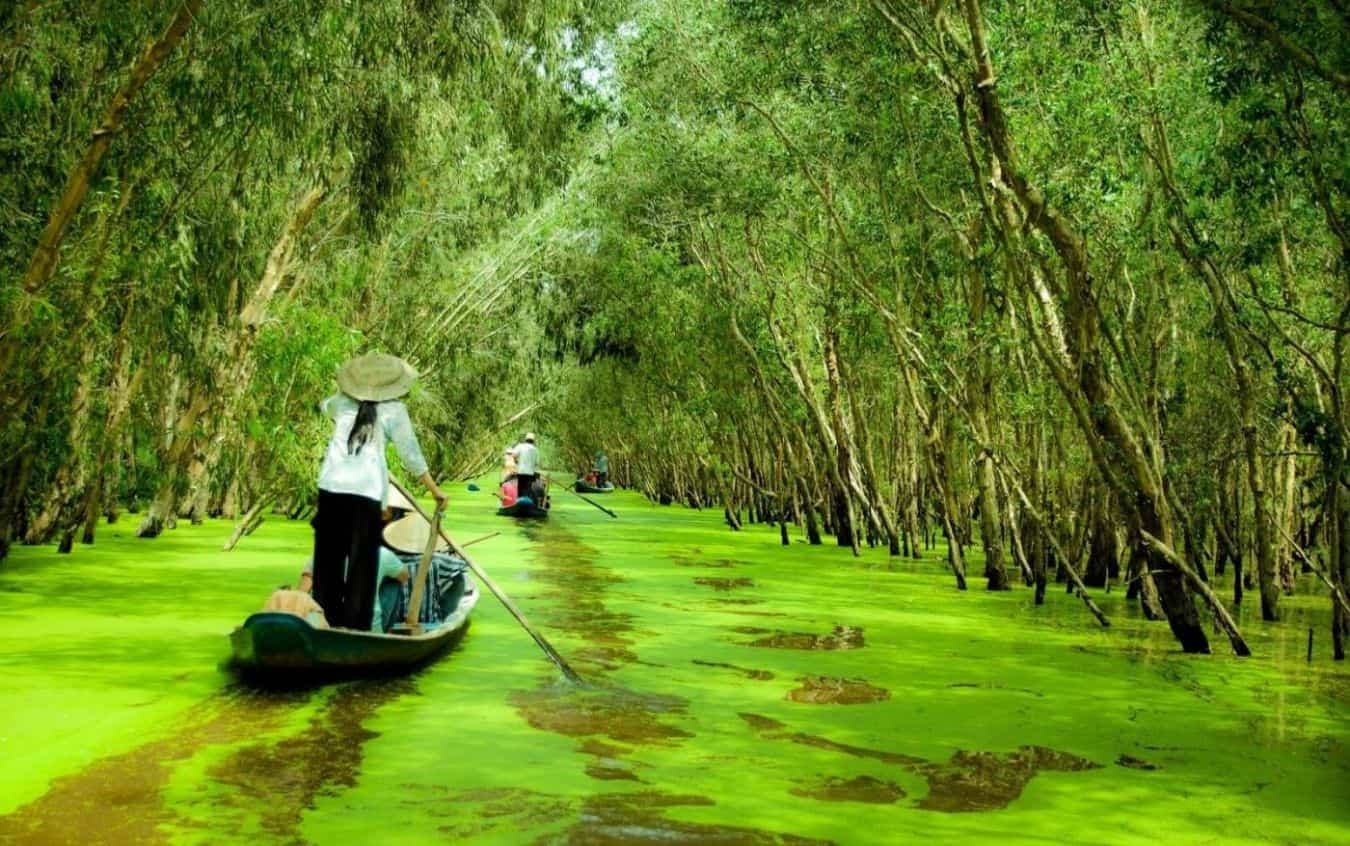 Tra Su Indigo Forest: A Green Sanctuary & Floating Forest Experience