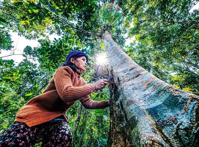 Hành trình dưới tán quế Trà Leng